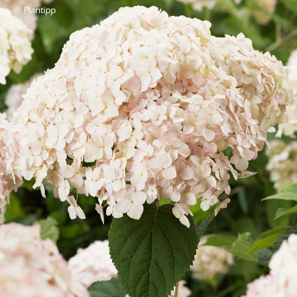 Hortensia Arborescens Candybelle Marshmallow 1 Hortensia Arborescens Candybelle Marshmallow