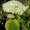 Hortensia Arborescens Golden Annabelle -Jardin De Fleurs Magasin Hydrangea arborescens Golden Annabelle 86250 1