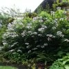 Hortensia - Hydrangea Aspera Anthony Bullivant -Jardin De Fleurs Magasin Hydrangea aspera Anthony Bullivant 781913 1 1