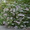Hortensia - Hydrangea Aspera Bellevue -Jardin De Fleurs Magasin Hydrangea aspera Bellevue 82657 1