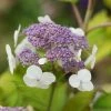 Hortensia - Hydrangea Aspera Goldrush -Jardin De Fleurs Magasin Hydrangea aspera sarg Goldrush 85794 1