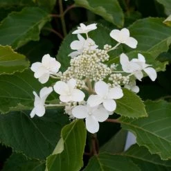 Hydrangea Paniculata Levana - Hortensia PaniculÃ©