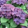 Hortensia - Hydrangea Macrophylla Deep Purple Dance (Music Collection) -Jardin De Fleurs Magasin Hydrangea macro Deep Purple 0551002 1