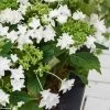 Hortensia - Hydrangea Macrophylla Shooting Star -Jardin De Fleurs Magasin Hydrangea macro Shooting Star 0555002 1