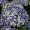 Hortensia - Hydrangea Macrophylla You And Me Tea Time Together -Jardin De Fleurs Magasin Hydrangea macro Tea Time Together 0561002 1