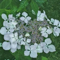 Hortensia - Hydrangea Macrophylla BeautÃ© VendÃ´moise