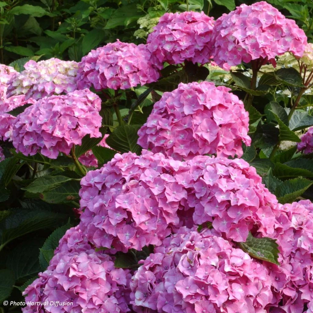 Hortensia - Hydrangea Macrophylla Benelux (rose) 1 Hortensia - Hydrangea Macrophylla Benelux (rose)
