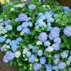 Hortensia - Hydrangea Macrophylla Blauer Prinz 3 Hortensia - Hydrangea Macrophylla Blauer Prinz -Jardin De Fleurs Magasin Hydrangea macrophylla Blauer Prinz 100032 1