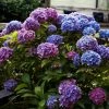 Hortensia - Hydrangea Macrophylla Blauer Zwerg -Jardin De Fleurs Magasin Hydrangea macrophylla Blauer Zwerg 88323 1
