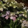 Hortensia - Hydrangea Macrophylla Blueberry Cheesecake -Jardin De Fleurs Magasin Hydrangea macrophylla Blueberry Cheesecake 81576 1