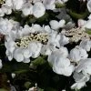 Hortensia - Hydrangea Macrophylla Choco Chic -Jardin De Fleurs Magasin Hydrangea macrophylla Choco Chic 82565 1