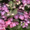 Hortensia - Hydrangea Macrophylla Dark Angel Purple (Black Diamonds) 2 Hortensia - Hydrangea Macrophylla Dark Angel Purple (Black Diamonds) -Jardin De Fleurs Magasin Hydrangea macrophylla Dark Angel Purple 83181 1