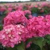 Hortensia - Hydrangea Macrophylla Endless Summer Bloomstar -Jardin De Fleurs Magasin Hydrangea macrophylla Endless Summer Bloomstar 81412 1