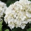 Hortensia - Hydrangea Macrophylla Endless Summer The Bride -Jardin De Fleurs Magasin Hydrangea macrophylla Endless Summer The Bride 85486 1 1