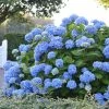 Hortensia - Hydrangea Macrophylla Endless Summer The Original (bleu) -Jardin De Fleurs Magasin Hydrangea macrophylla Endless Summer The Original bleu 85452 1