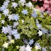 Hortensia - Hydrangea Macrophylla Fireworks Blue -Jardin De Fleurs Magasin Hydrangea macrophylla Fireworks Blue 83184 1