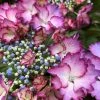 Hortensia - Hydrangea Macrophylla French Cancan -Jardin De Fleurs Magasin Hydrangea macrophylla French Cancan copyright 8257011 1