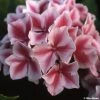 Hortensia - Hydrangea Macrophylla Lady Nobuko -Jardin De Fleurs Magasin Hydrangea macrophylla Lady Nobuko 781682 1