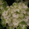 Hortensia - Hydrangea Macrophylla Magical Noblesse -Jardin De Fleurs Magasin Hydrangea macrophylla Magical Noblesse 81585 1