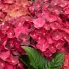 Hortensia - Hydrangea Macrophylla Magical Ruby Tuesday 3 Hortensia - Hydrangea Macrophylla Magical Ruby Tuesday -Jardin De Fleurs Magasin Hydrangea macrophylla Magical Ruby Tuesday 81577 1