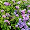 Hortensia - Hydrangea Macrophylla Nigra -Jardin De Fleurs Magasin Hydrangea macrophylla Nigra 85023 1