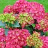 Hortensia - Hydrangea Macrophylla Red Reggae (Music Collection) -Jardin De Fleurs Magasin Hydrangea macrophylla Red Reggae Music Collection 85450 1 1