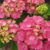 Hortensia - Hydrangea Macrophylla Rosita -Jardin De Fleurs Magasin Hydrangea macrophylla Rosita 82568 1