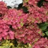 Hortensia - Hydrangea Macrophylla Schloss Wackerbarth -Jardin De Fleurs Magasin Hydrangea macrophylla Schloss Wackerbarth 82743 1 1