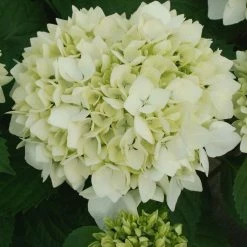 Hortensia - Hydrangea Macrophylla SÅ“ur ThÃ©rÃ¨se