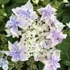 Hortensia - Hydrangea Macrophylla Stargazer -Jardin De Fleurs Magasin Hydrangea macrophylla Stargazer copyright 554002 1