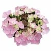 Hortensia - Hydrangea Macrophylla Messalina -Jardin De Fleurs Magasin Hydrangea macrophylla Teller Messalina 82751 1