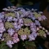 Hortensia - Hydrangea Macrophylla Tiffany -Jardin De Fleurs Magasin Hydrangea macrophylla Tiffany 81593 1 1