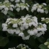 Hortensia - Hydrangea Macrophylla Wedding Gown -Jardin De Fleurs Magasin Hydrangea macrophylla Wedding Gown 81579 1