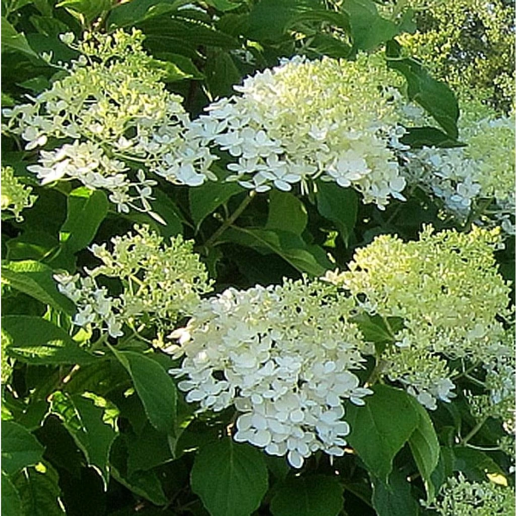 Hydrangea Paniculata Bombshell - Hortensia Paniculé 1 Hydrangea Paniculata Bombshell - Hortensia Paniculé