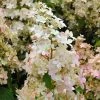 Hydrangea Paniculata Confetti - Hortensia Paniculé 2 Hydrangea Paniculata Confetti - Hortensia Paniculé -Jardin De Fleurs Magasin Hydrangea paniculata Confetti copyright 17707 1