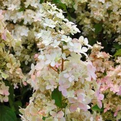 Hydrangea Paniculata Confetti - Hortensia PaniculÃ©