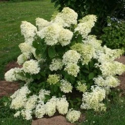 Hydrangea Paniculata Dentelle De Gorron - Hortensia PaniculÃ©