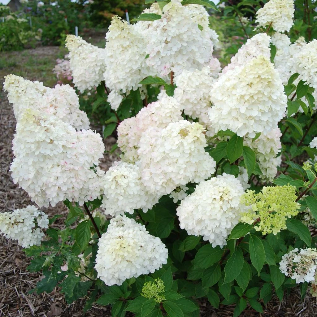 Hydrangea Paniculata Diamantino - Hortensia Paniculé 1 Hydrangea Paniculata Diamantino - Hortensia Paniculé