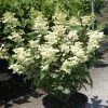 Hydrangea Paniculata Early Sensation - Hortensia PaniculÃ© -Jardin De Fleurs Magasin Hydrangea paniculata Early Sensation 7424 2