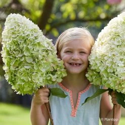 Hydrangea Paniculata Hercules - Hortensia PaniculÃ©