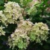 Hydrangea Paniculata Pastelgreen - Hortensia PaniculÃ© -Jardin De Fleurs Magasin Hydrangea paniculata Pastelgreen 82575 1