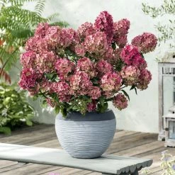 Hydrangea Paniculata Petite Star - Hortensia PaniculÃ©