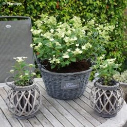 Hydrangea Paniculata Prim White - Hortensia PaniculÃ©