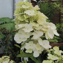 Hydrangea Paniculata Unique - Hortensia PaniculÃ©