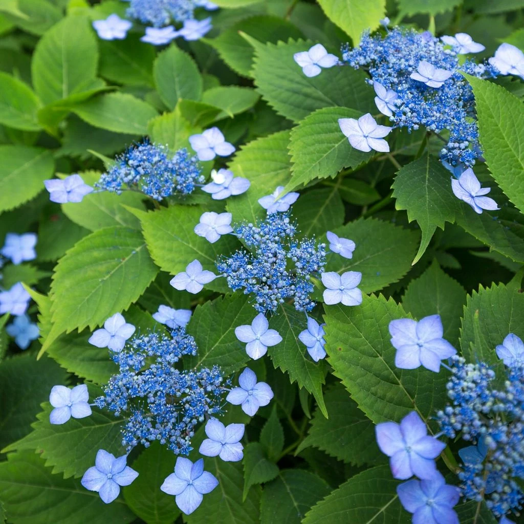Hortensia Serrata Annie's Blue 1 Hortensia Serrata Annie's Blue