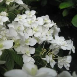 Hortensia - Hydrangea Serrata Hakucho
