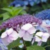 Hortensia - Hydrangea Serrata Klaveren -Jardin De Fleurs Magasin Hydrangea serrata Klaveren 67848 1