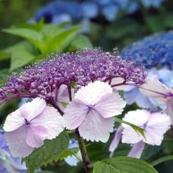 Hortensia - Hydrangea Serrata Klaveren