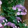 Hortensia - Hydrangea Serrata Oamacha -Jardin De Fleurs Magasin Hydrangea serrata Oamacha 87107 1