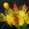 Hypericum Inodorum Magical Red Flame - Millepertuis 3 Hypericum Inodorum Magical Red Flame - Millepertuis -Jardin De Fleurs Magasin Hypericum x inodorum Magical Red 84102 1